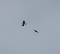 Accipiter nisus