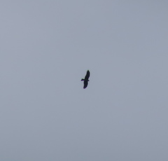 Accipiter nisus