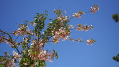 Prunus