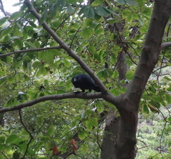 Corvus macrorhynchos