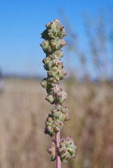 Atriplex australasica