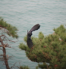 Corvus macrorhynchos