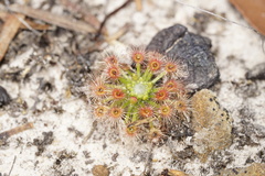 Drosera micrantha