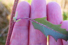 Atriplex australasica