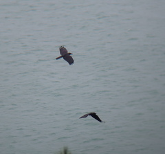 Corvus macrorhynchos