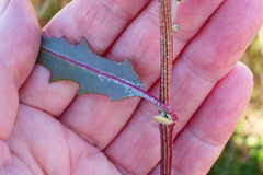 Atriplex australasica