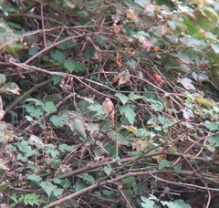 Phoenicurus auroreus