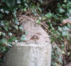 Phoenicurus auroreus