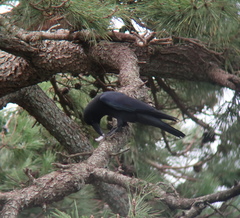 Corvus macrorhynchos