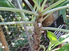 Myrmecodia tuberosa