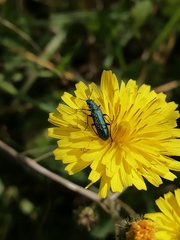 Psilothrix viridicoerulea