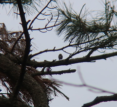 Aegithalos caudatus