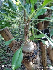 Myrmecodia tuberosa