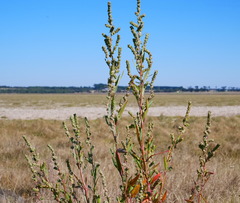 Atriplex australasica