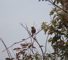 Phoenicurus auroreus