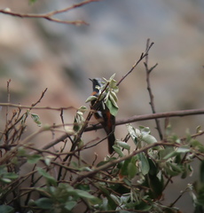 Phoenicurus auroreus