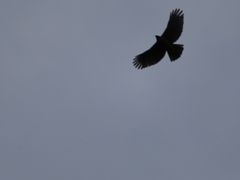 Nisaetus nipalensis