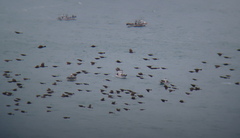 Hypsipetes amaurotis