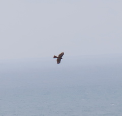 Accipiter nisus