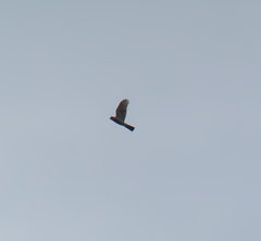Accipiter nisus