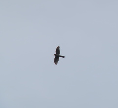 Accipiter nisus