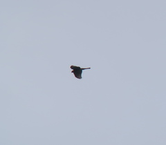 Accipiter nisus