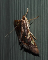 Glyphodes cosmarcha