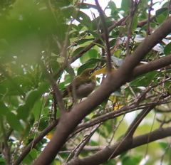 Zosterops japonicus