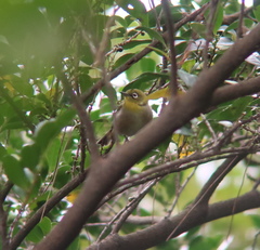 Zosterops japonicus