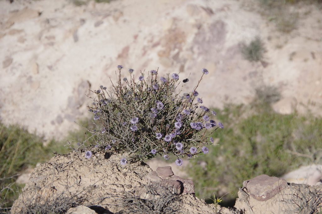 Globularia arabica; photograph (c) Thibaud Aronson, some rights reserved (CC BY-SA)