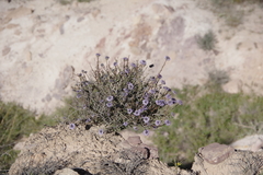 Globularia arabica