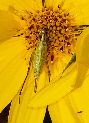 Forbes' Tree Cricket photo 4