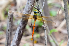 Anax aurantiacus