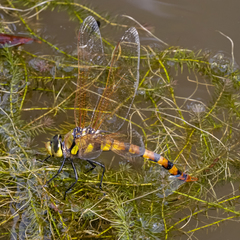 Anax aurantiacus