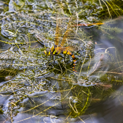 Anax aurantiacus
