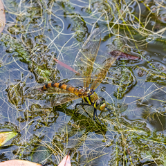 Anax aurantiacus