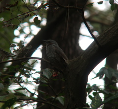 Hypsipetes amaurotis