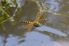 Anax aurantiacus