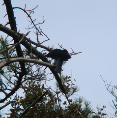Corvus macrorhynchos