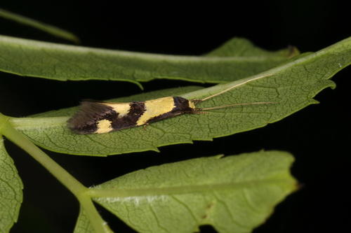 Opogona comptella