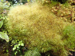 Dicranoloma robustum