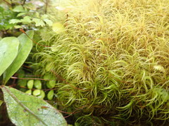 Dicranoloma robustum