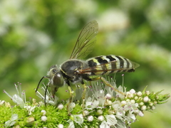 Bembix oculata