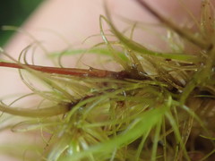 Dicranoloma robustum