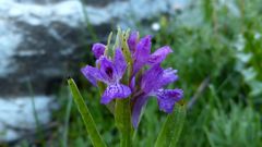 Dactylorhiza osmanica