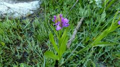 Dactylorhiza osmanica