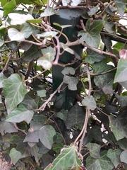 Hedera helix