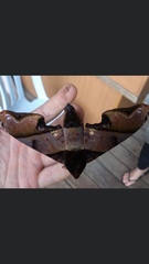 Amplypterus panopus