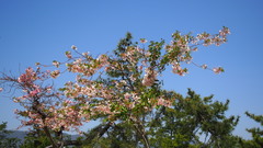 Prunus