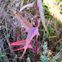 Atriplex australasica